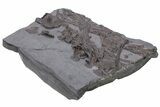 Fossil Ichthyosaur (Stenopterygius) Bone Cluster - Germany #240217-4
